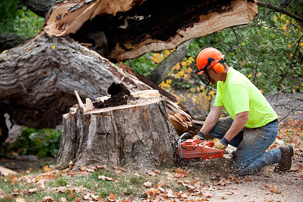 Tree Root Removal in Belvidere, NJ